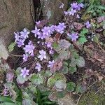 Hepatica nobilis Hàbitat