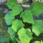 Solanum viarum Feuille