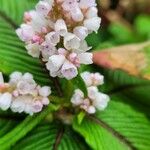 Koenigia campanulata Flower