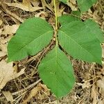 Toxicodendron radicans Ліст