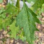 Oxybasis rubra Leaf