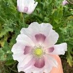 Papaver somniferumFlower