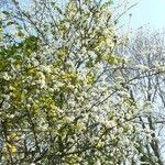 Prunus avium Floare