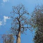 Adansonia za Fruchs