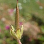 Geranium psilostemon Кора