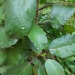 Kalanchoe pinnata Blatt