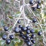 Ligustrum vulgare Fruit