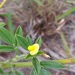 Stylosanthes fruticosa Blüte