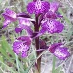 Anacamptis x gennarii Fula