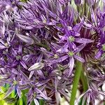 Allium nigrum മറ്റ്