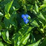 Commelina cyanea Flor