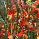 Lobelia laxiflora Flor