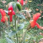 Mimulus cardinalis Flor