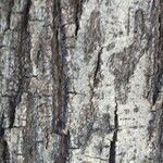 Quercus rubra Bark