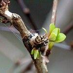 Fouquieria formosa Ліст
