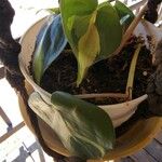 Philodendron cordatum Feuille