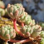 Sedum hirsutum Φρούτο