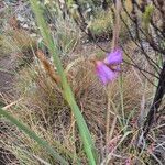 Dierama cupuliflorum Habit