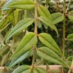 Hoya lanceolata Hoja