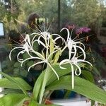 Hymenocallis fragrans Цветок