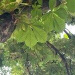 Aesculus turbinata Leaf