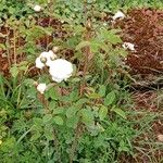 Rosa centifolia ശീലം