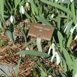 Galanthus × allenii Otro