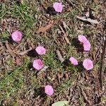 Convolvulus erubescens Flower