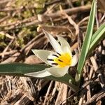 Tulipa biflora 花