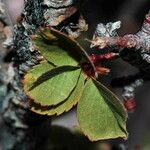 Amelanchier utahensis Foglia