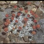 Eriogonum ovalifolium Bark