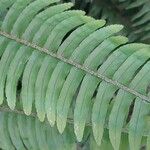 Nephrolepis cordifolia Blatt