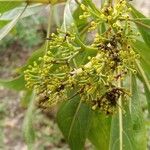 Coptosperma graveolens Blüte