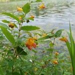 Impatiens capensis Flor