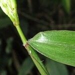 Ischaemum timorense Leaf