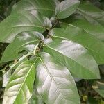 Piper tuberculatum Blad