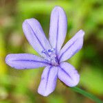 Aphyllanthes monspeliensis Blomma