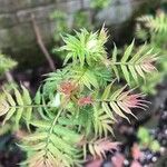 Sorbaria sorbifolia Leaf