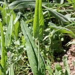 Turritis brassica Leaf