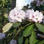 Rhododendron uvariifolium Flor