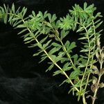 Thermopsis barbata Habit