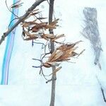 Fraxinus nigra Fruit