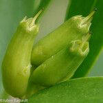 Lumnitzera racemosa Fruit