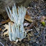 Dudleya densiflora Hábito