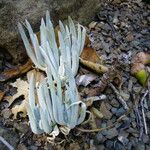 Dudleya densiflora Характер