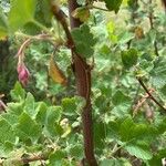 Ribes malvaceum Rinde