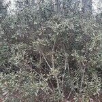 Morella cerifera Hábito
