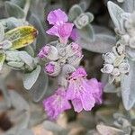 Stachys inflata Fiore