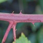 Rubus grabowskii Kôra