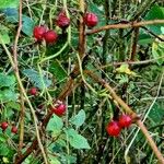 Rosa woodsii Fruit